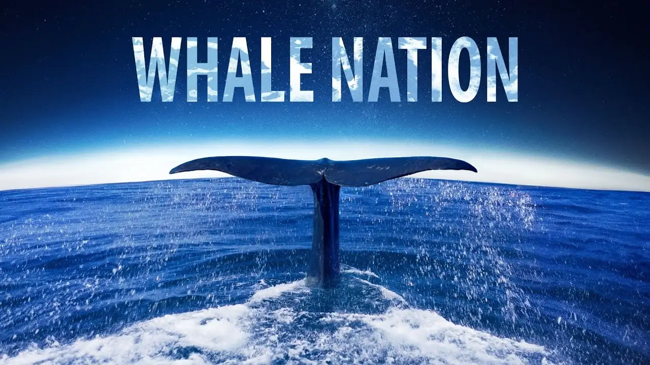 Whale Nation — трейлер