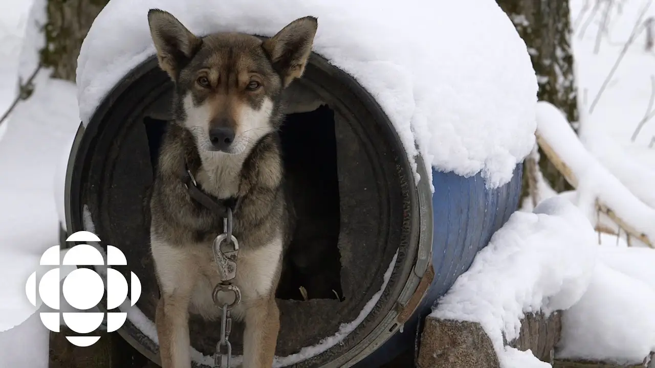 Sled Dogs — trailer