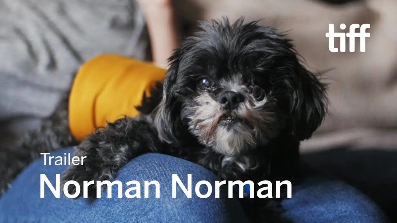 Norman Norman — trailer