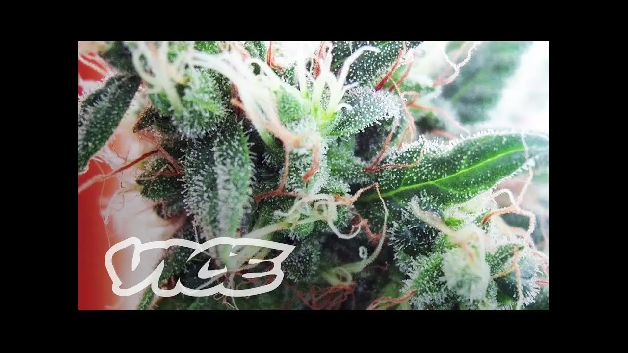 Cannabis — трейлер