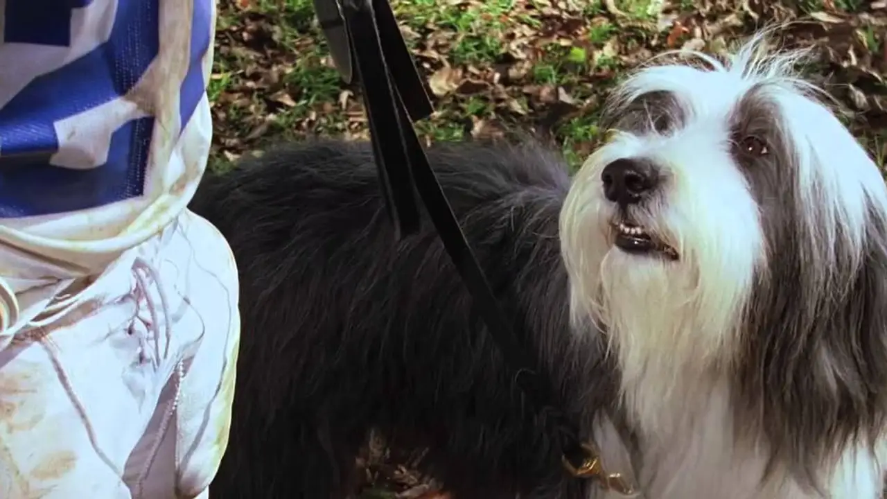The Shaggy Dog — trailer
