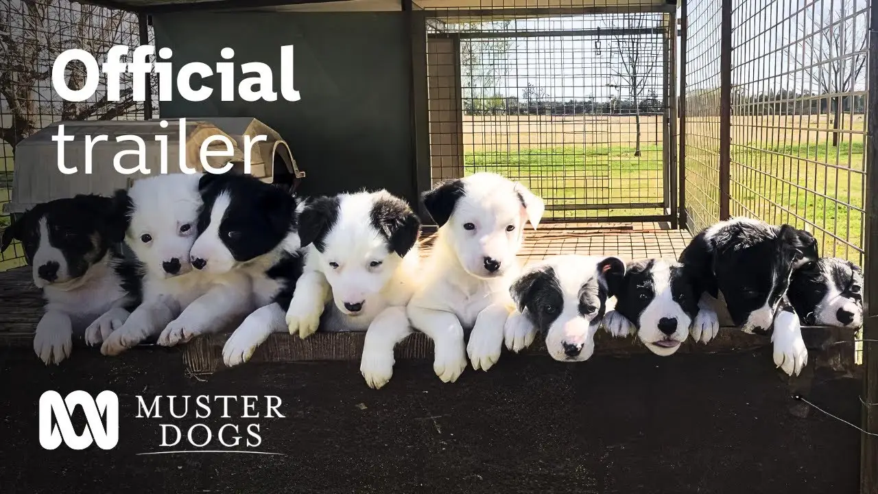 Muster Dogs — трейлер