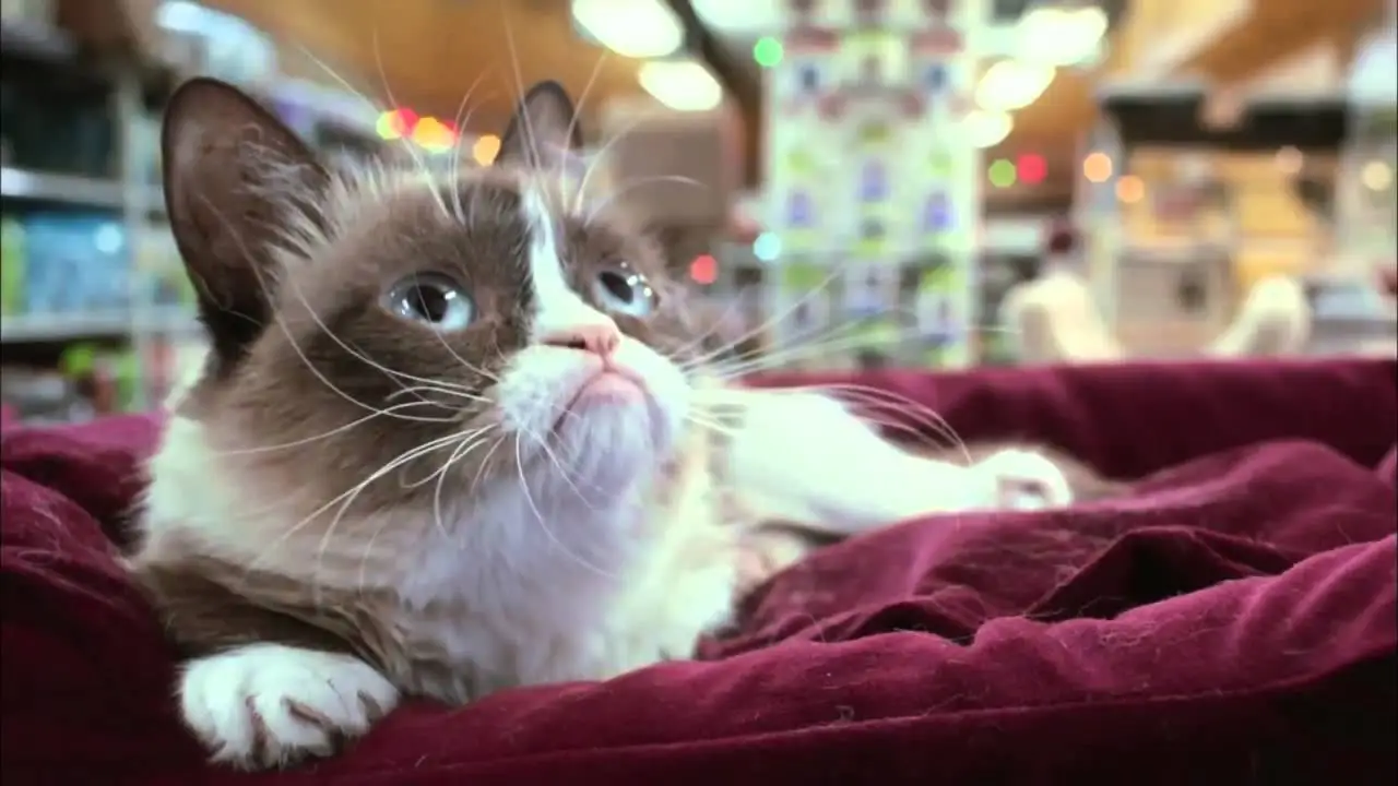 Grumpy Cat's Worst Christmas Ever — trailer