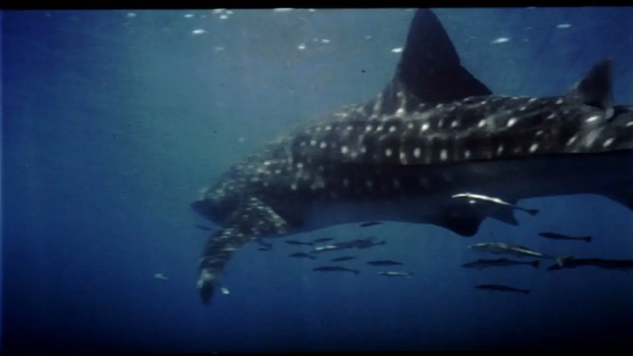 Atlantis — trailer