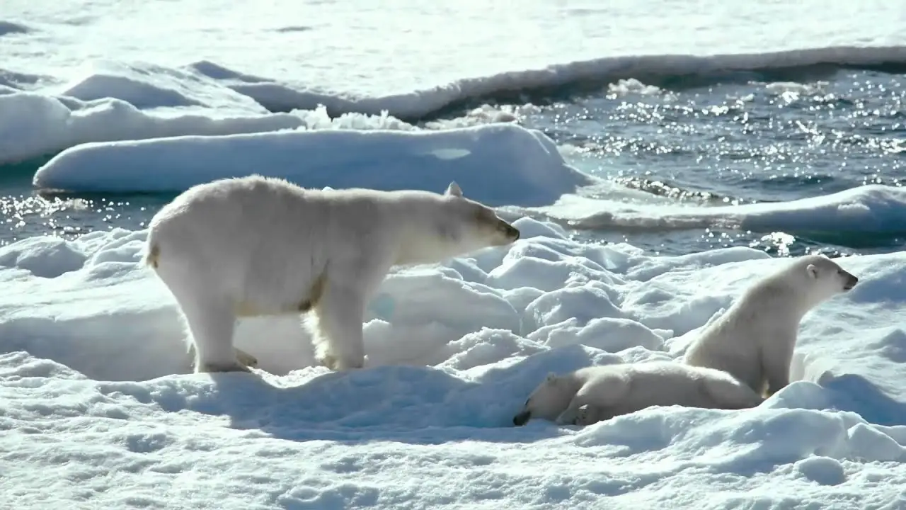 To the Arctic 3D — tráiler
