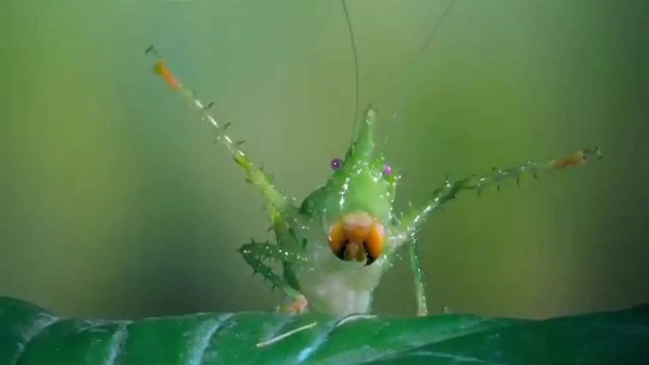 Bugs! A Rainforest Adventure — trailer
