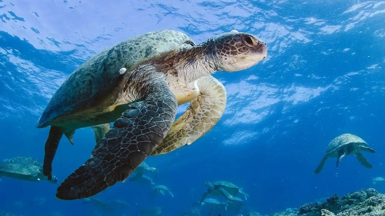Turtle Odyssey — trailer
