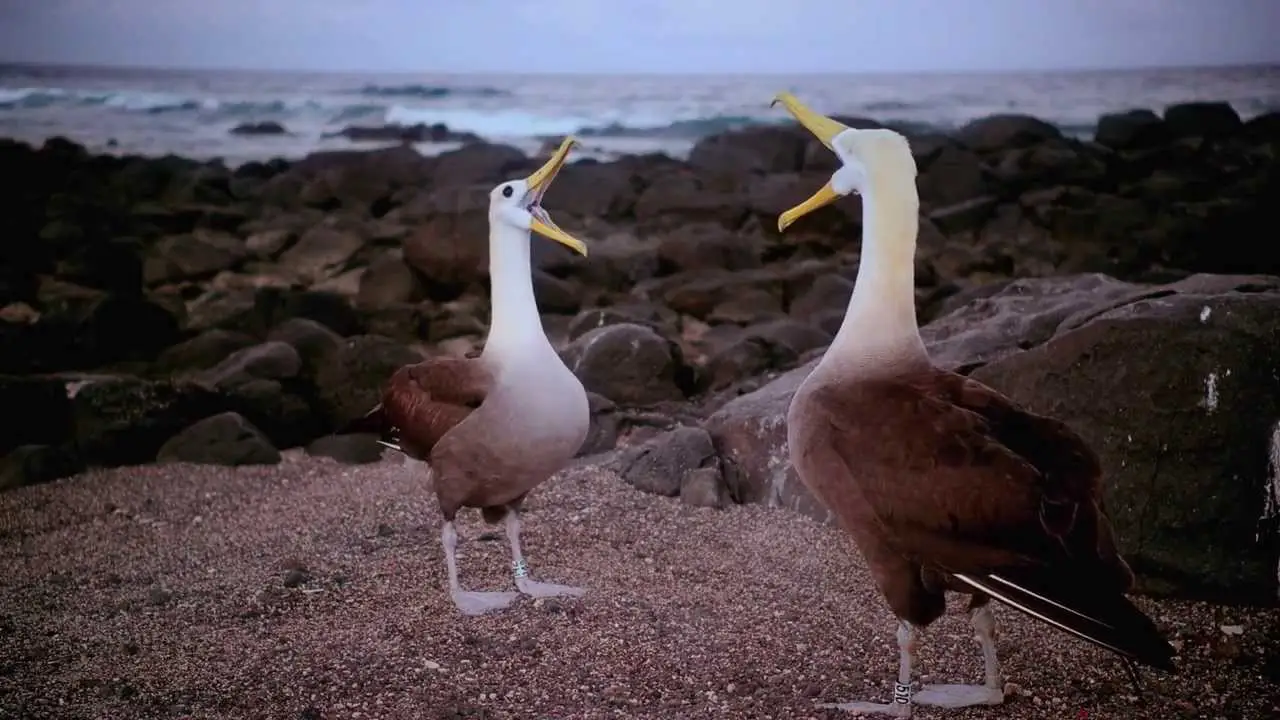 Galapagos 3D — trailer