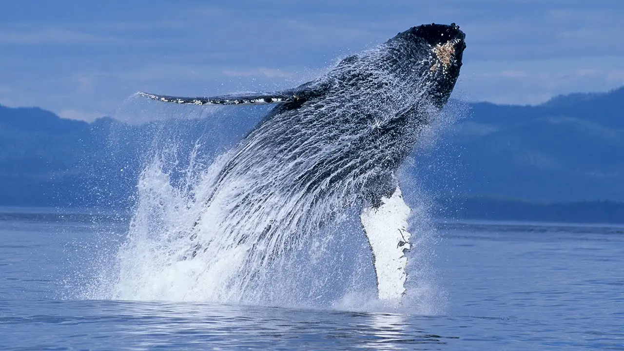 Humpback Whales — трейлер