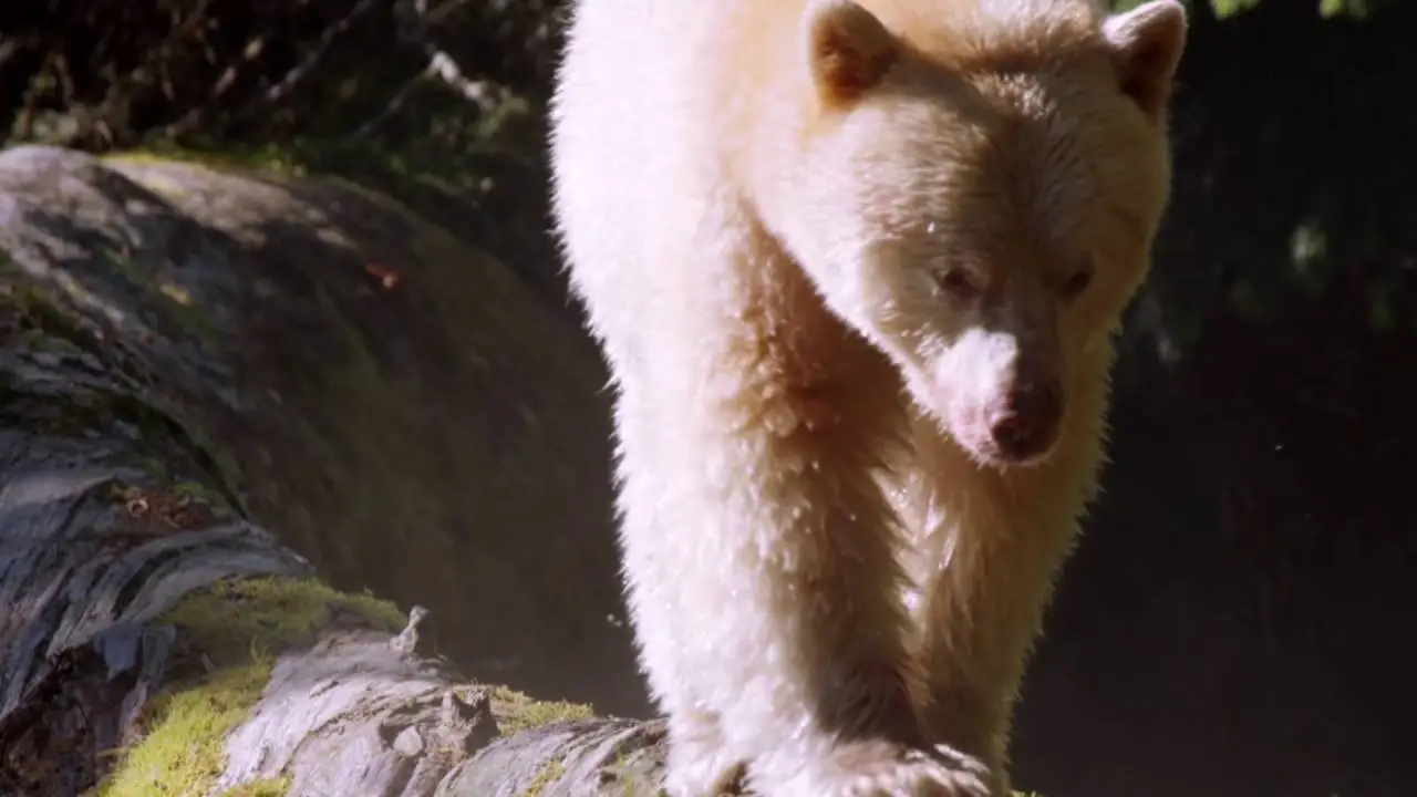 Wild Canada — трейлер