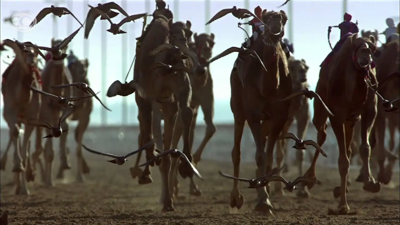Wild Arabia — trailer