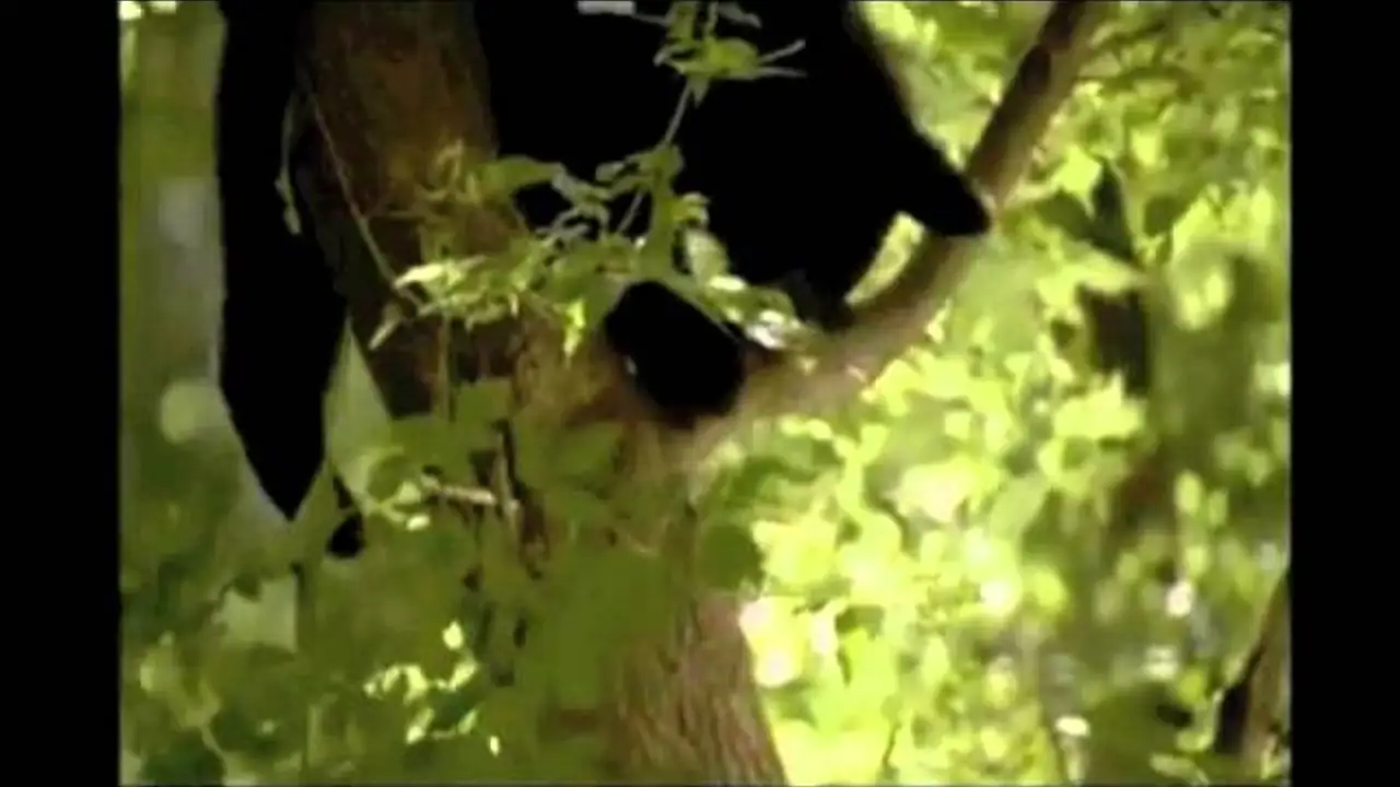 A Bear Named Winnie — trailer
