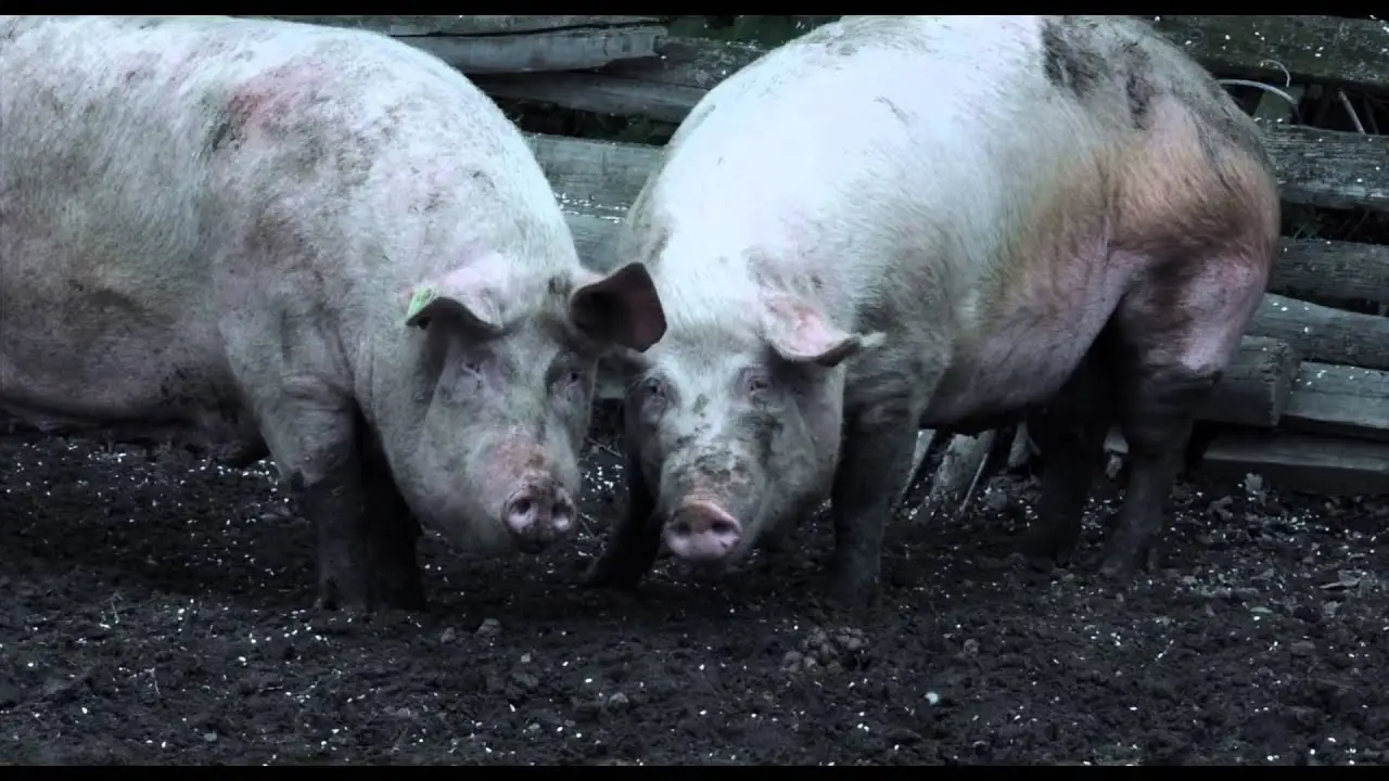 Castratus the Boar — trailer