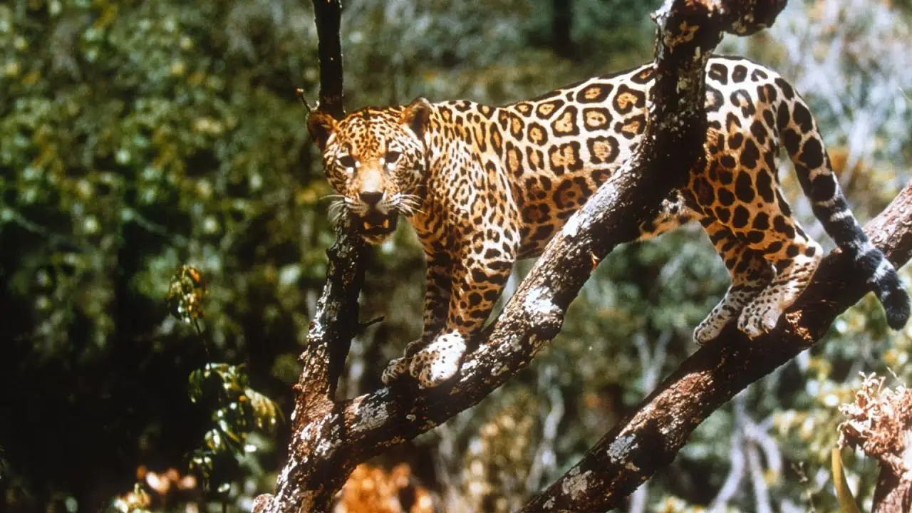 Jungle Cat — трейлер