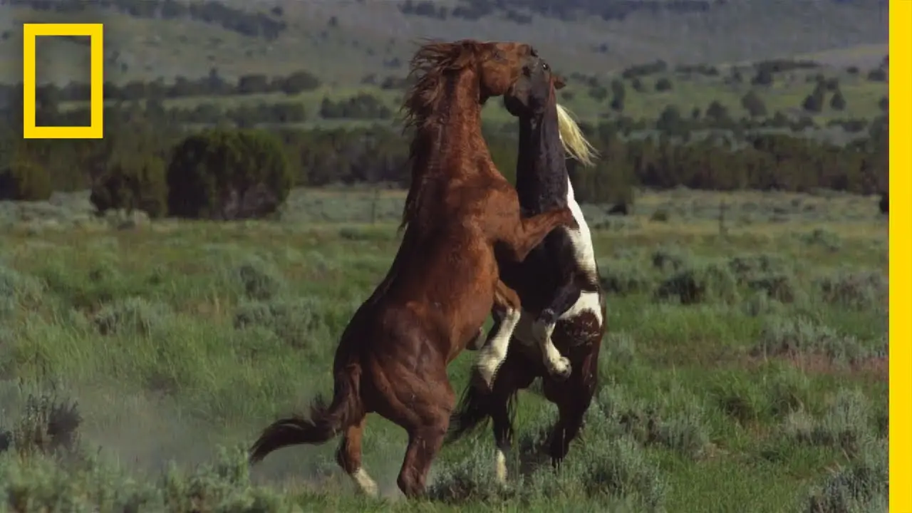 Untamed Americas — trailer