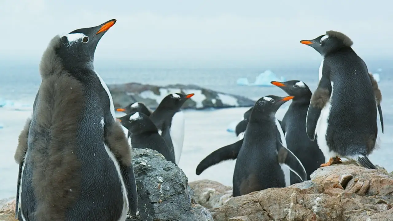 Antarctica — trailer