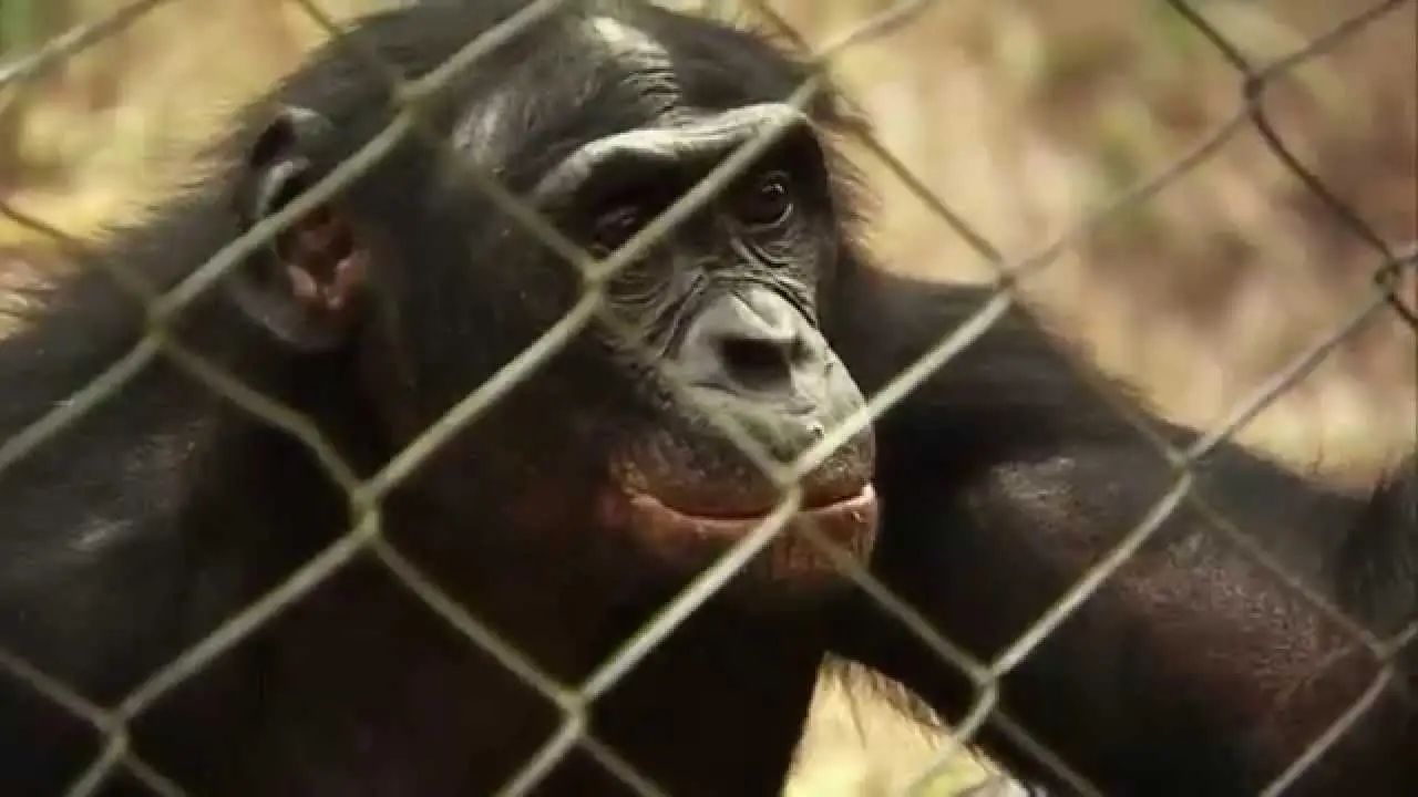Bonobos — trailer