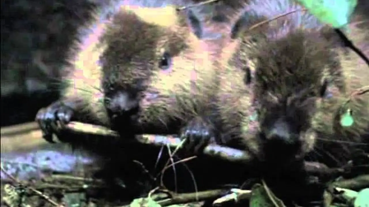 White Tuft, the Little Beaver — trailer