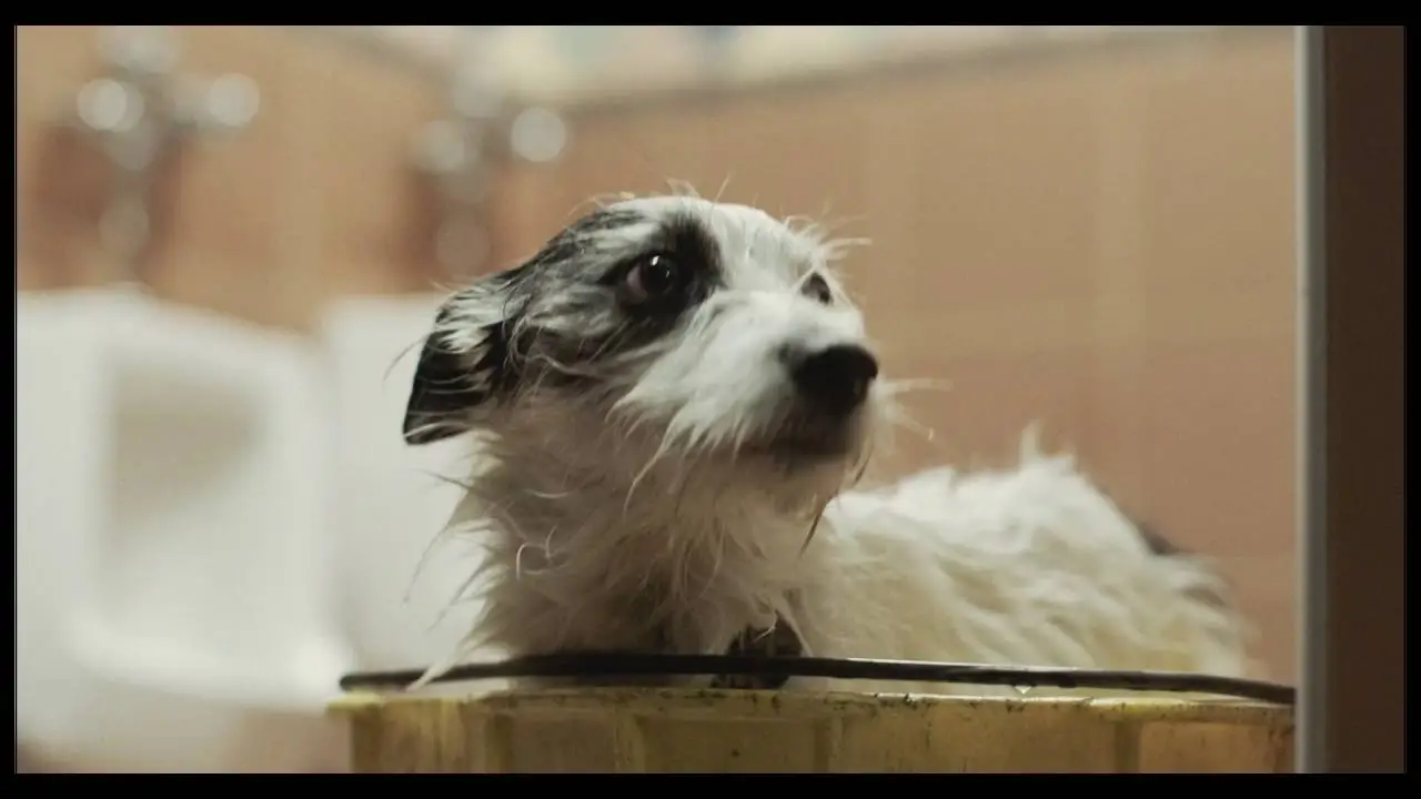 A Stray — trailer