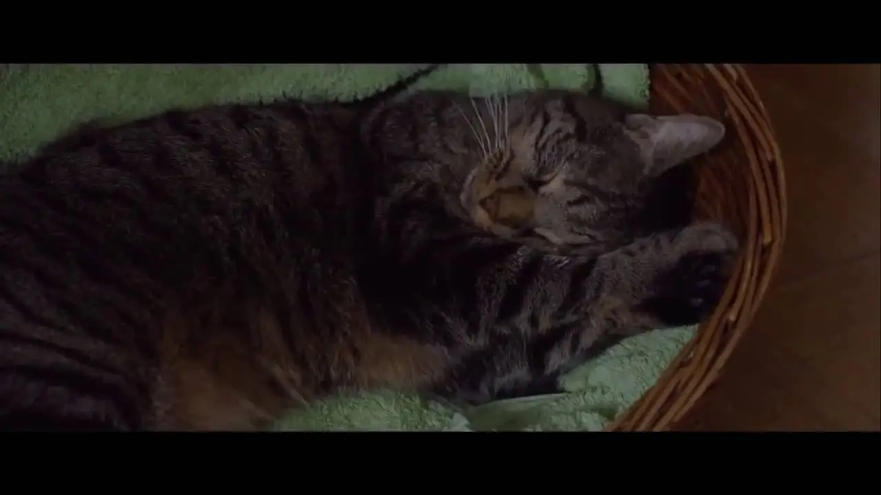 Tomcat — trailer