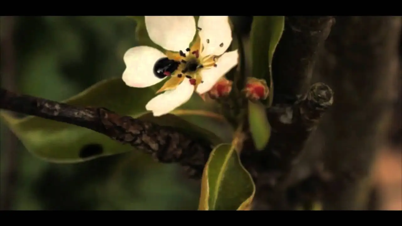 Rose Hill — trailer