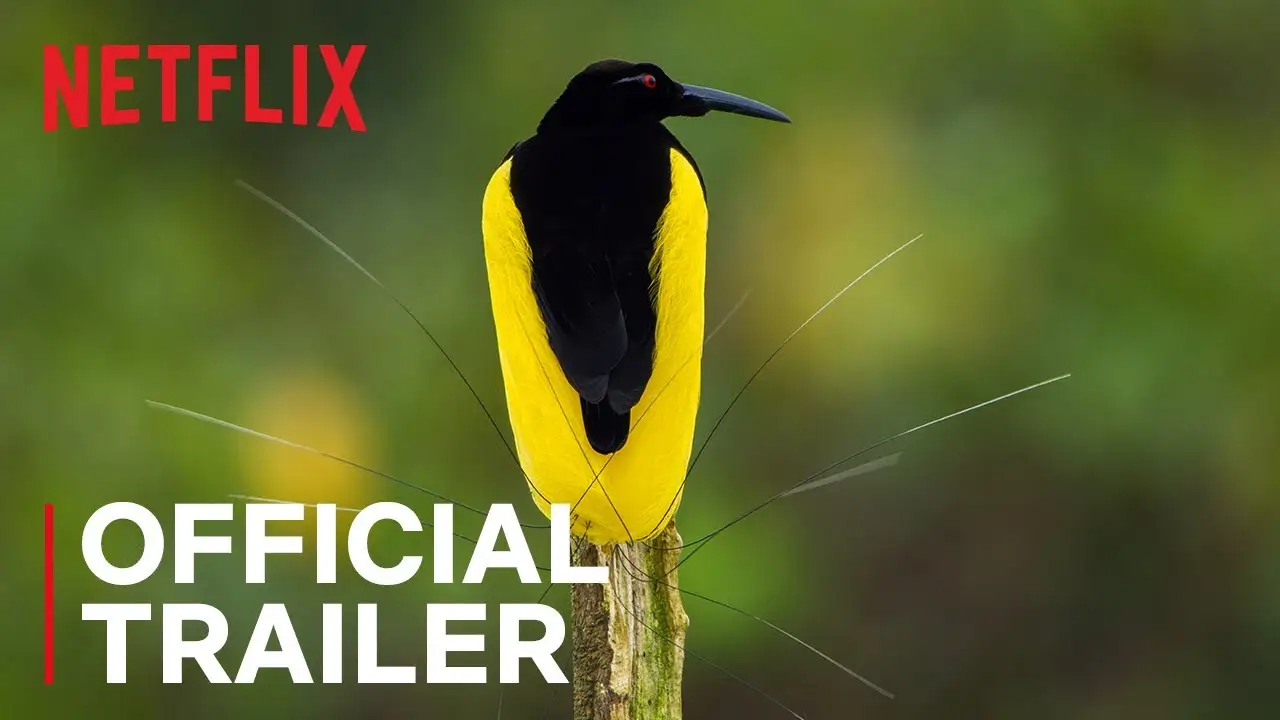 Dancing with the Birds — trailer