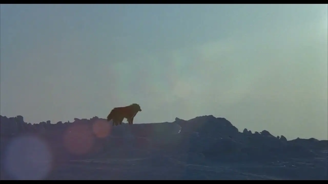 Antarctica — trailer