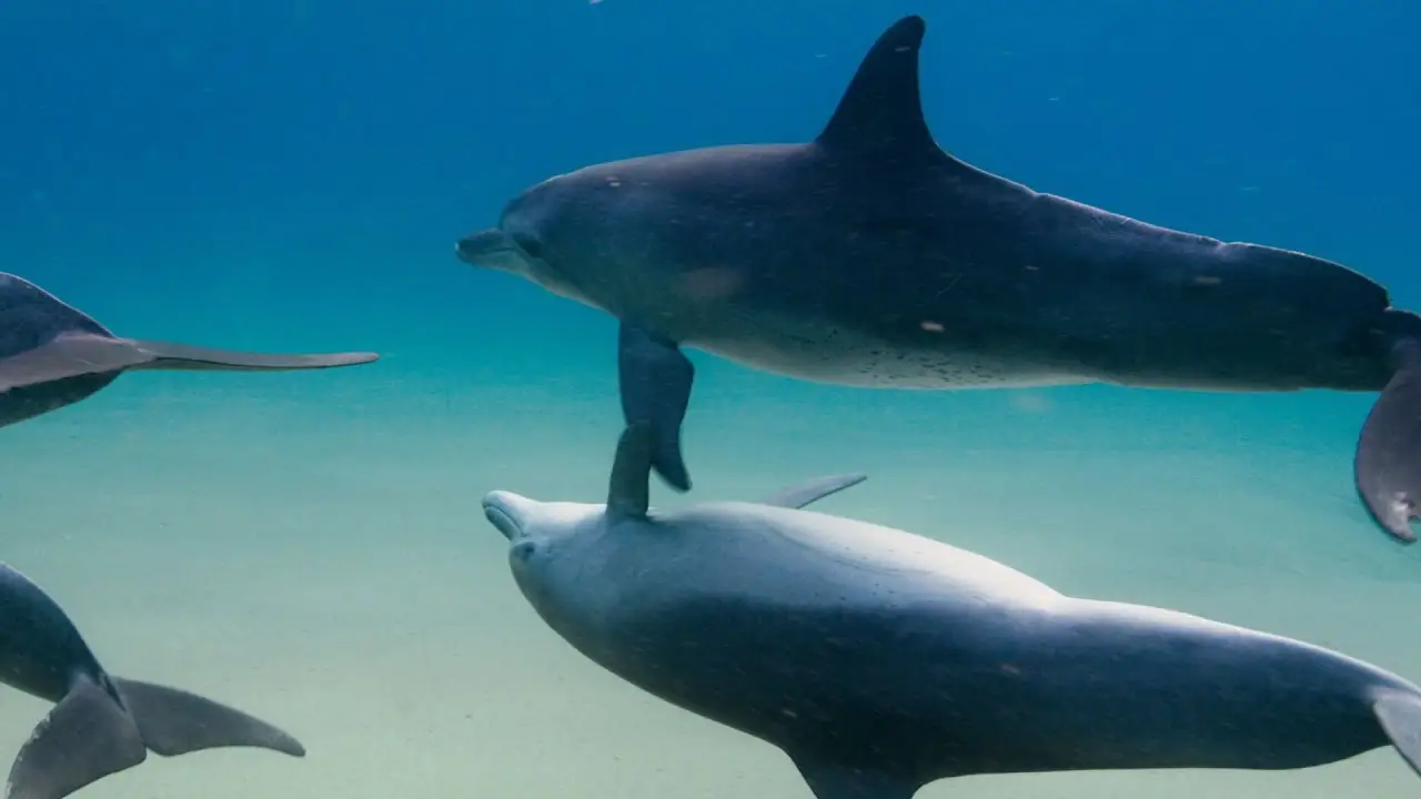Dolphins — trailer