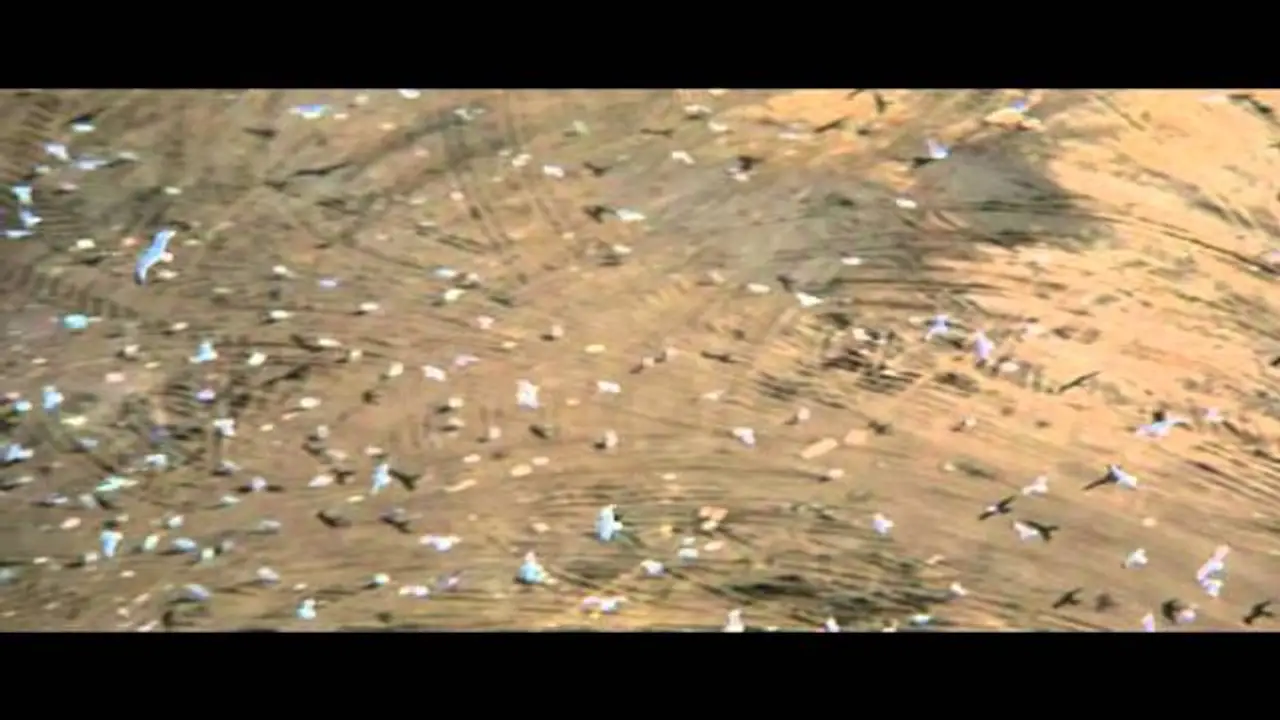 Jonathan Livingston Seagull — trailer