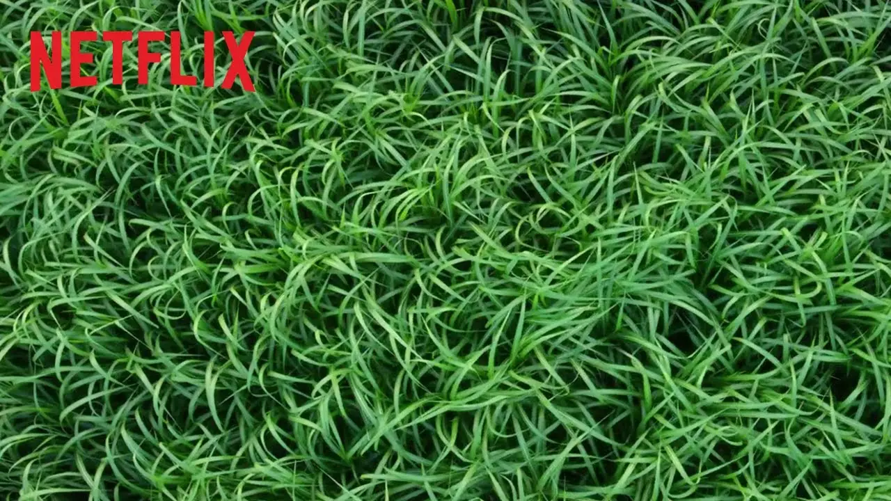 Campo — trailer