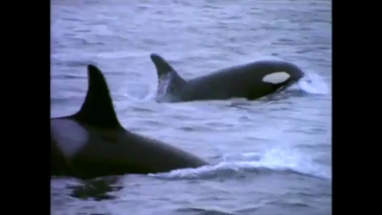 Really Wild Animals — trailer