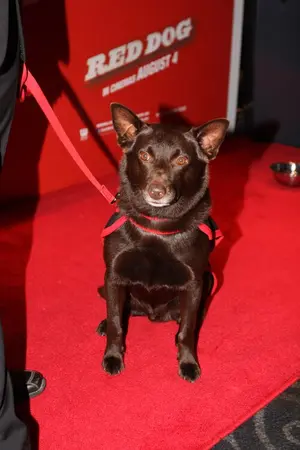 Koko