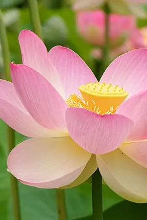 Nelumbo