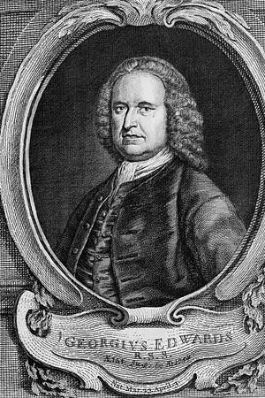 George Edwards
