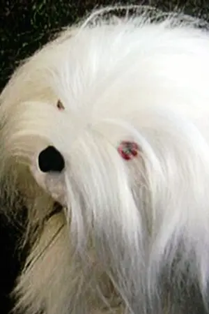 Samson