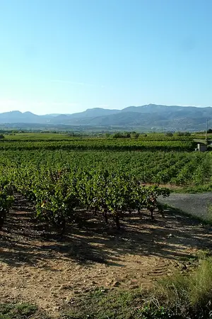 Mas de Daumas Gassac