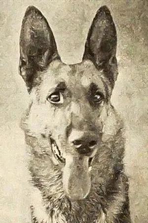 Thunder the Dog