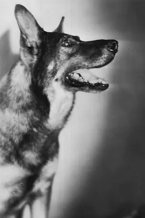 Rin Tin Tin