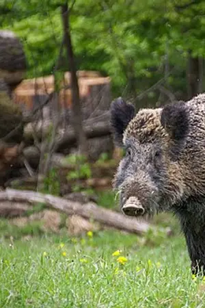 Sus scrofa