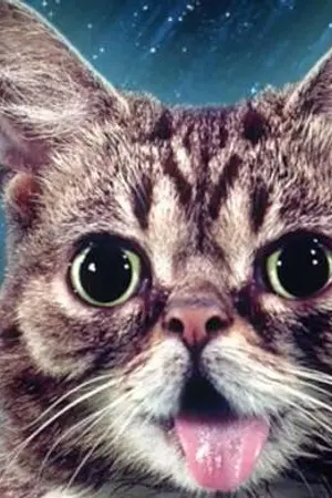 Lil Bub