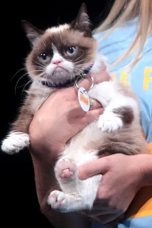 Grumpy Cat