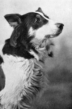 Vitagraph Dog