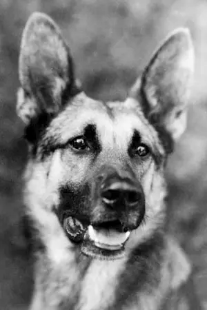 Strongheart