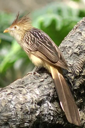 Cuculidae