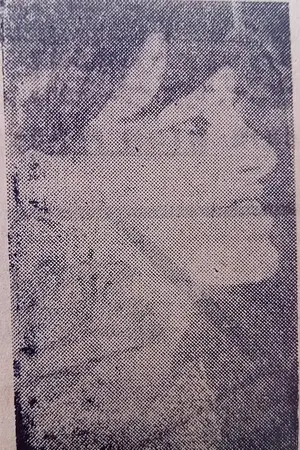 Leila Shenna