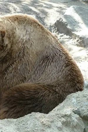 Bart the Bear