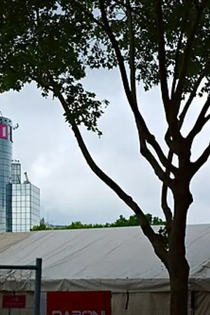 TF1