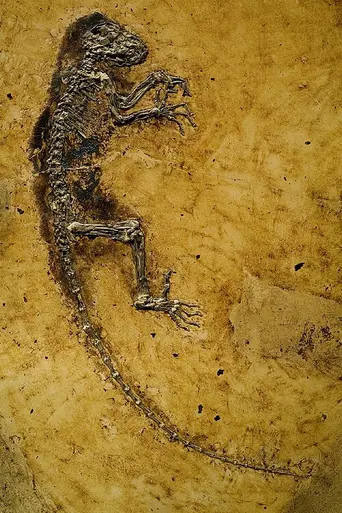 Uncovering Our Earliest Ancestor: The Link