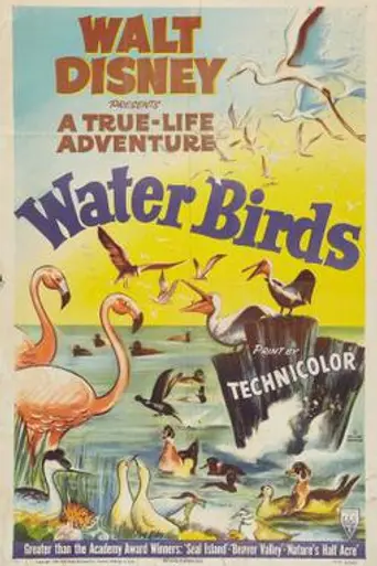 Water Birds (1952)