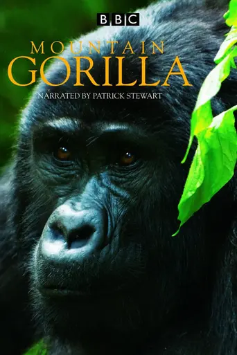 Mountain Gorilla — 1 сезон